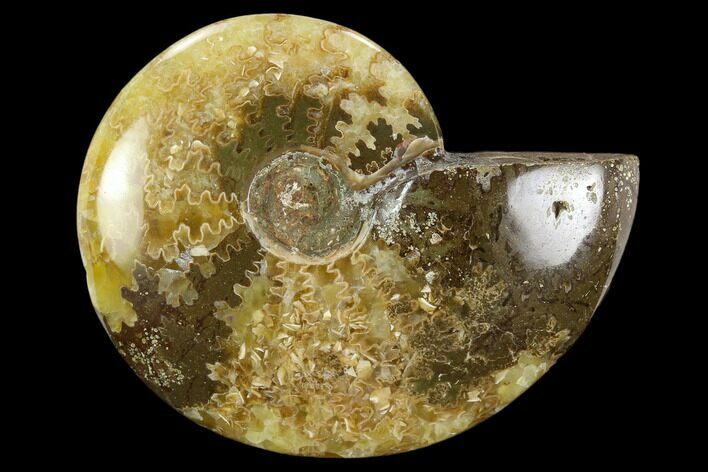 Polished, Agatized Ammonite (Cleoniceras) - Madagascar #119222